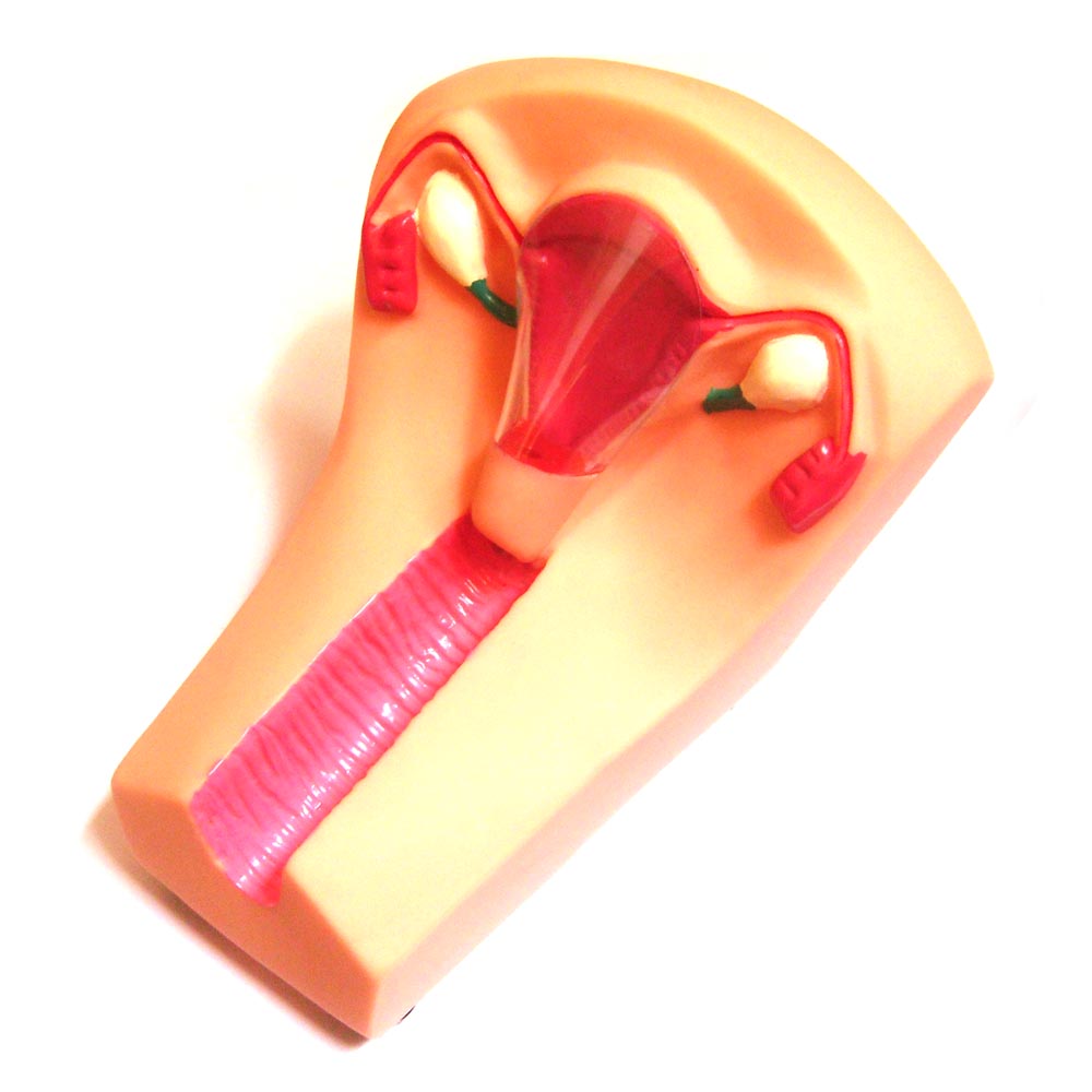 女性宮內(nèi)避孕器及訓(xùn)練模型 女性宮內(nèi)避孕器及訓(xùn)練模型