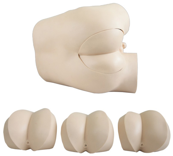 高級直腸指診檢查模型 高級直腸指診檢查模型