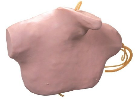 �����o�}���̲��ģ��