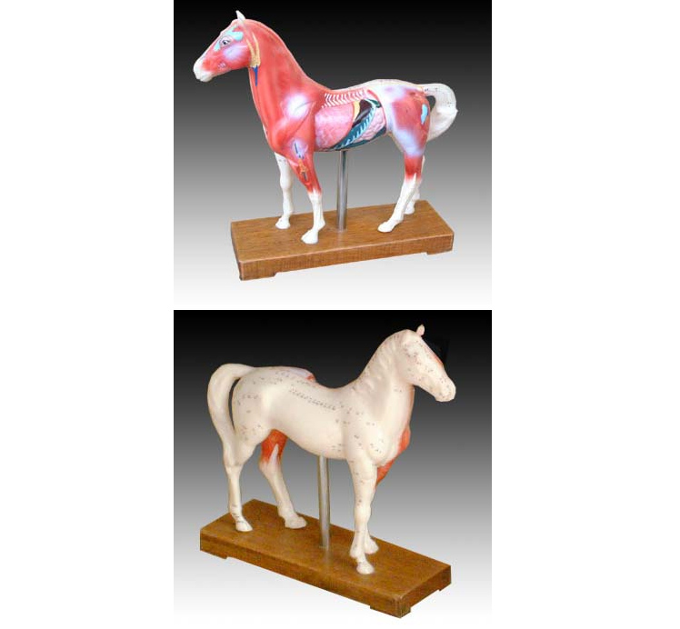 馬、豬、牛、狗、貓?bào)w針炙模型 馬、豬、牛、狗、貓?bào)w針炙模型