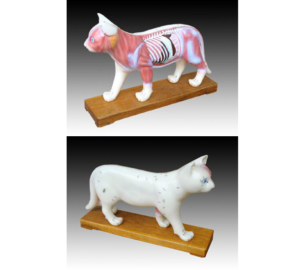 馬、豬、牛、狗、貓?bào)w針炙模型 馬、豬、牛、狗、貓?bào)w針炙模型