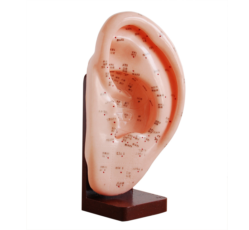 耳針灸模型22cm 耳針灸模型22cm