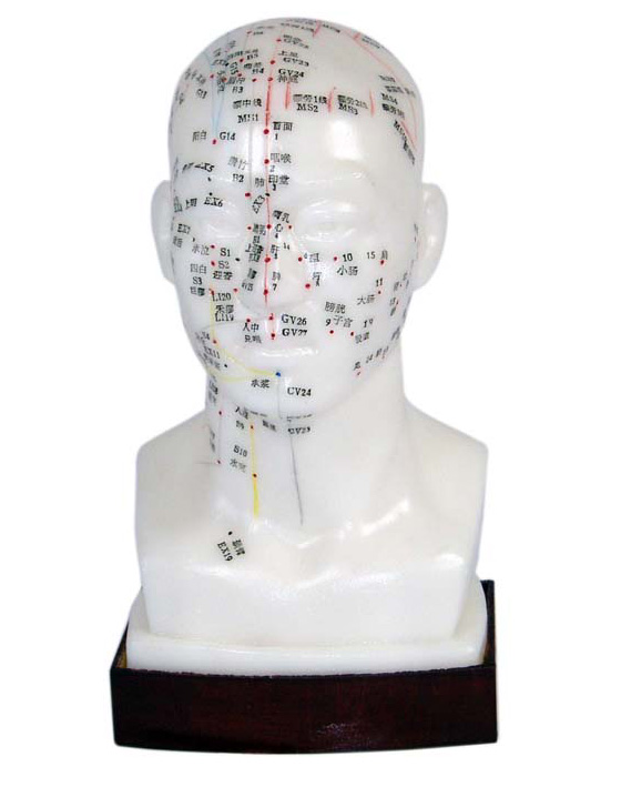 頭針灸模型 頭針灸模型