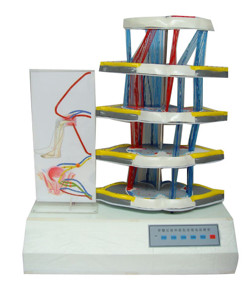 ���跴��͓p�����F(xi��n)늄�ģ��