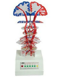 錐體系(皮質(zhì)核束)電動(dòng)模型 錐體系(皮質(zhì)核束)電動(dòng)模型