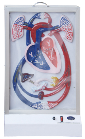 �ք�Һ��ʽѪҺѭ�h(hu��n)ģ�M�x