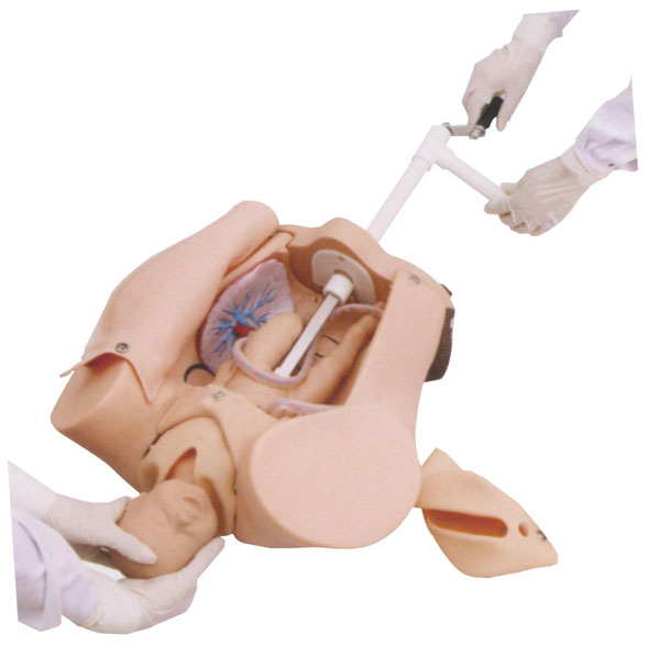 高級(jí)手搖分娩機(jī)制示教模型 高級(jí)手搖分娩機(jī)制示教模型