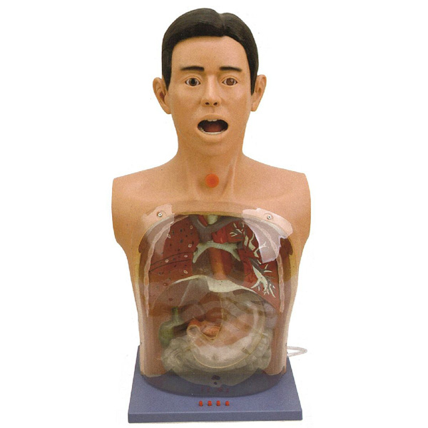 高級(jí)透明洗胃模型 高級(jí)透明洗胃模型